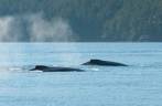 Grupo de baleias Humpback nadam em Telegraph Cove, na Vancouver Island, na Columbia Britânica, costa oeste do Canadá